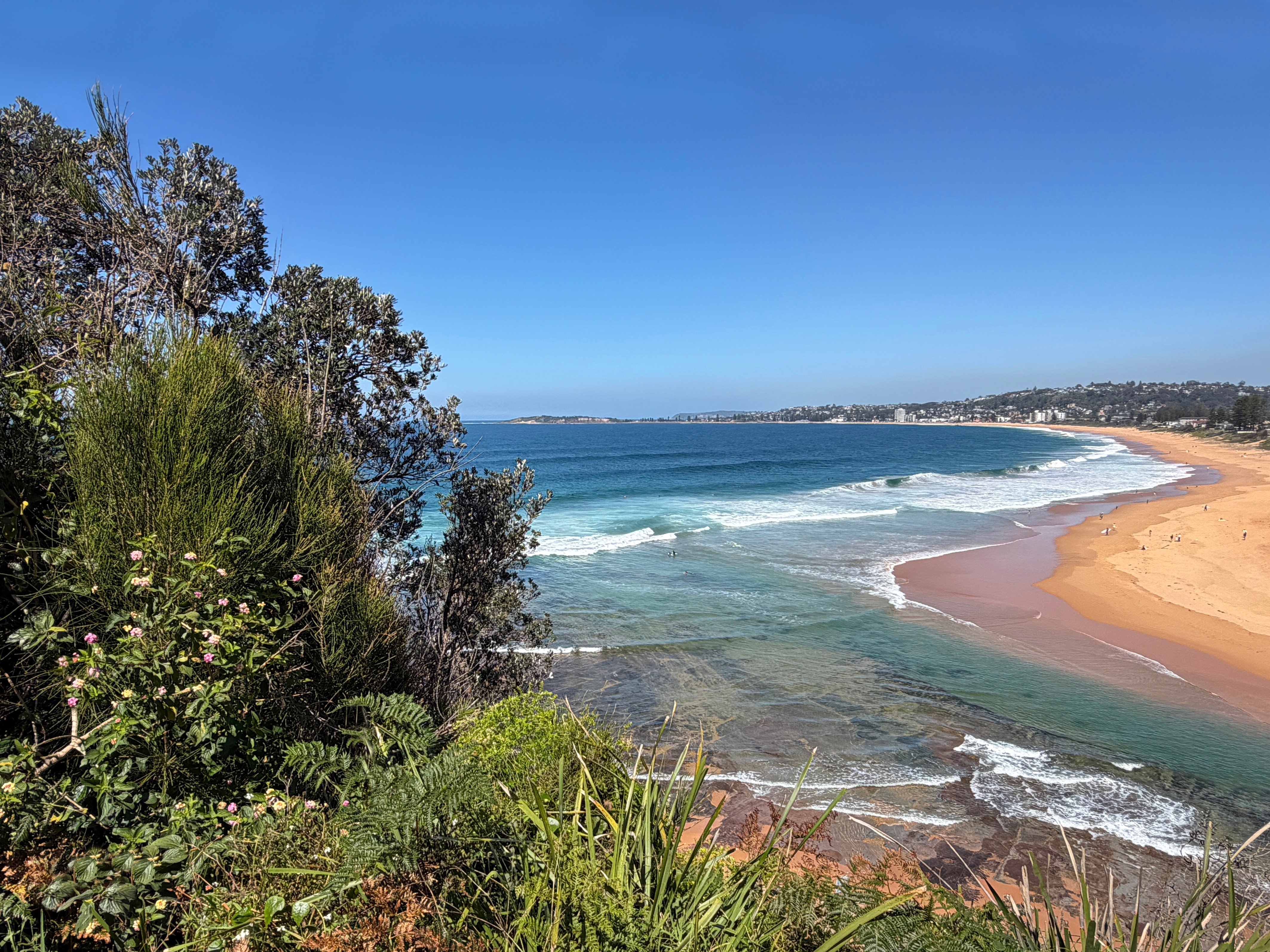 Forest to Beach header opt2
